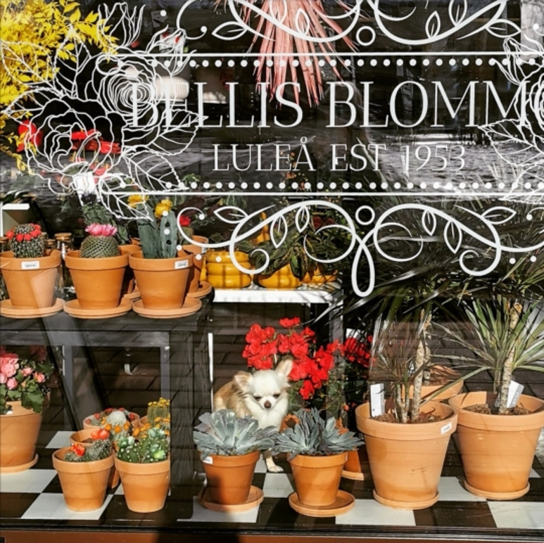 Bellis Blomsterhandel i Luleå AB Blommor, Luleå - 9