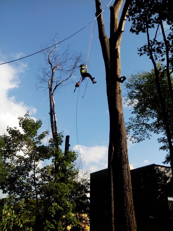 Arborist Oslo