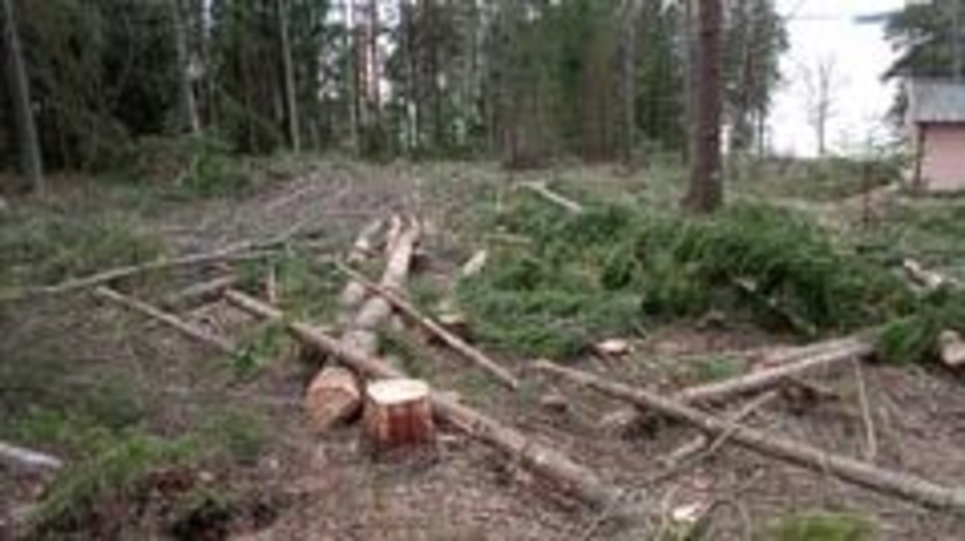 Bohlins Trädfällning Trädfällning, trädvård, Norrtälje - 4
