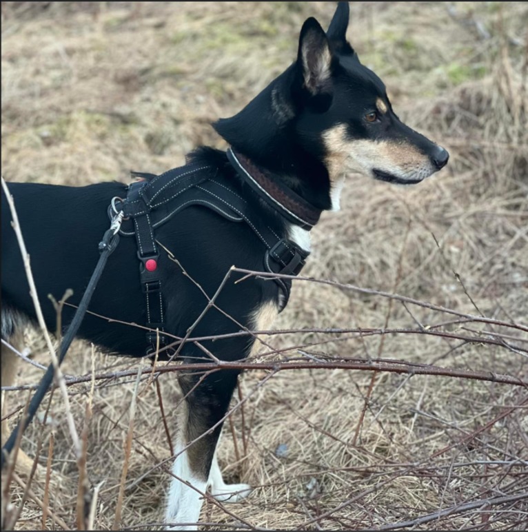 Rustand Hundespa & Hundepass Kjæledyr - Tjenester, Sør-Odal - 4