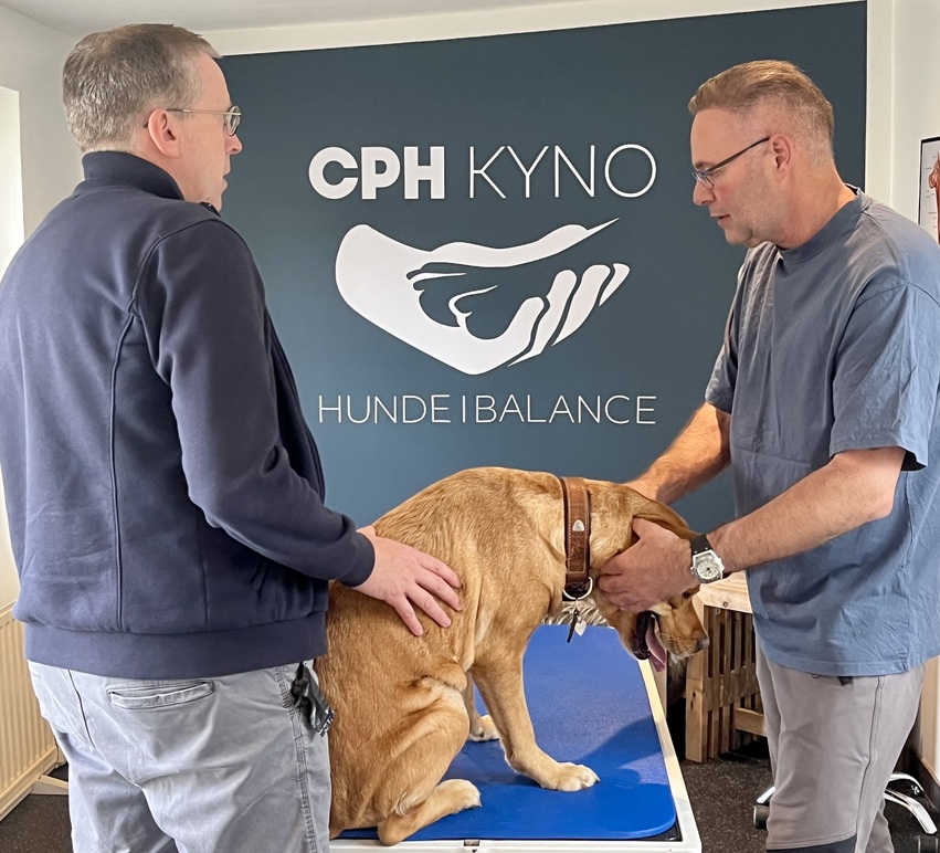 Cph KYNO - Hunde i Balance Hundemassage, Høje-Taastrup - 6