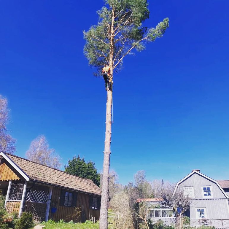 Friberga Gård - Trädfällning Tranås Trädfällning, trädvård, Tranås - 1