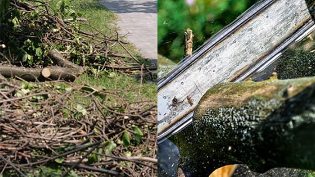 Træpleje Danmark Serviceydelser i forbindelse med planteavl, Rudersdal - 2