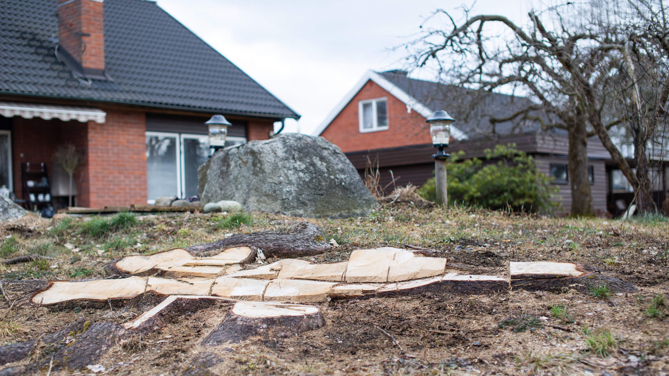 Fräsgubben Trädfällning, trädvård, Västerås - 3