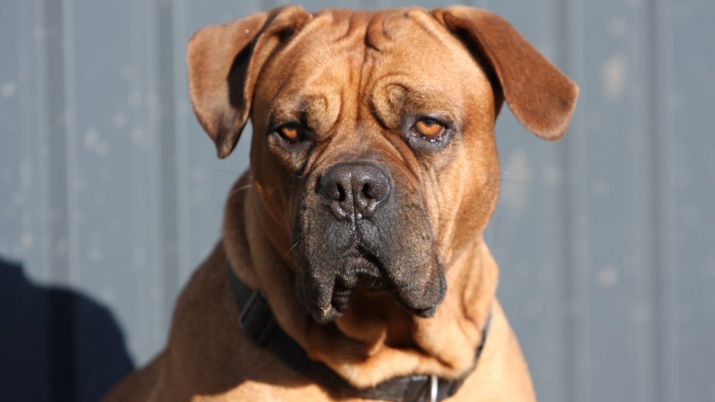 Lille Aagaard Hunde-Kattepension Hundepension, Hillerød - 6