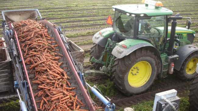 Nyskördade Morötter I Fjälkinge AB Frukt, grönsaker, potatis - Odlare, grossist, Kristianstad - 6