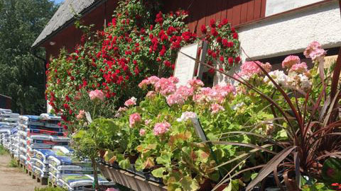 Stånga Trädgård Gräsmattor, Gotland - 1