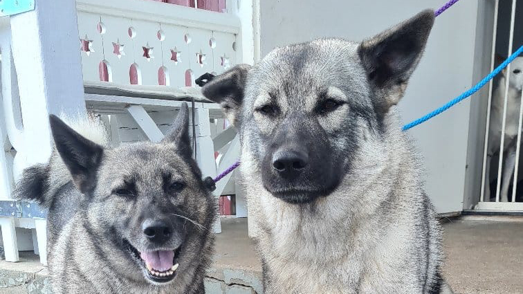 Skyberga Hundpensionat och Hunddagis Hundpensionat, Kumla - 1