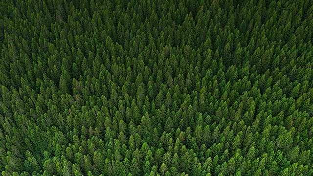 The Forest Solution Miljökonsult, Falun - 4