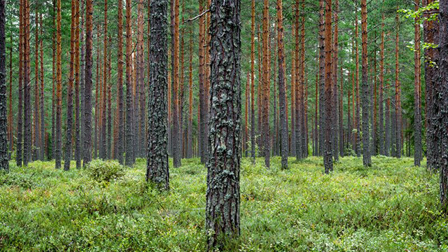 The Forest Solution Miljökonsult, Falun - 5