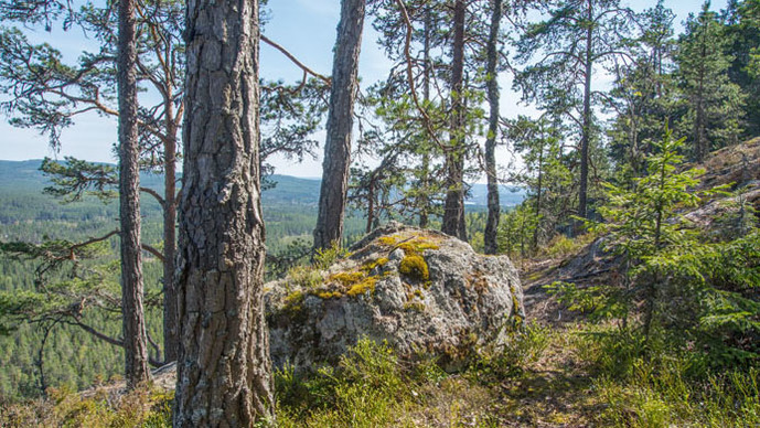 Stora Enso Skog AB/Plantskolan Sör Amsberg Plantskola, Handelsträdgård, Borlänge - 1