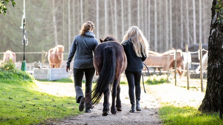 Horse & Talk - Rideterapi og enkeltundervisning med hest Psykologisk rådgivning, Hørsholm - 1