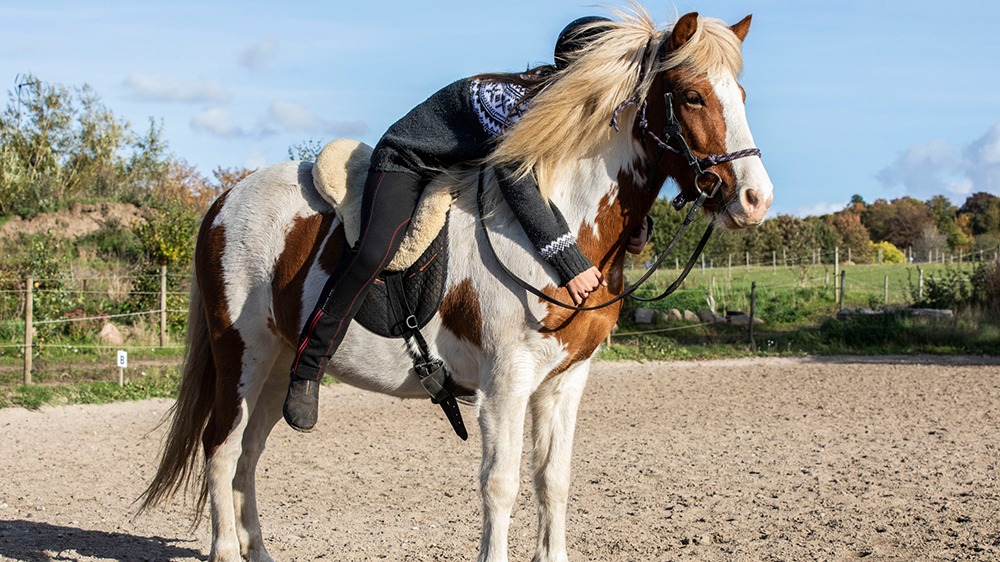 Horse & Talk - Rideterapi og enkeltundervisning med hest Psykologisk rådgivning, Hørsholm - 4