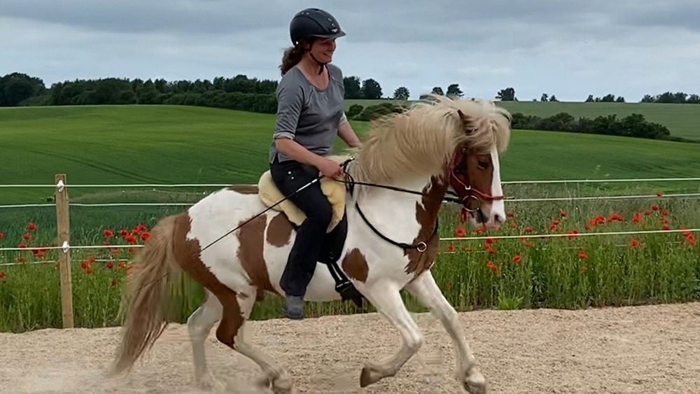 Horse & Talk - Rideterapi og enkeltundervisning med hest Psykologisk rådgivning, Hørsholm - 6