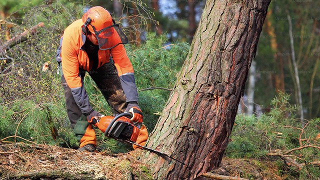 Rosenstocks Skog & Service Trädfällning, trädvård, Hjo - 1