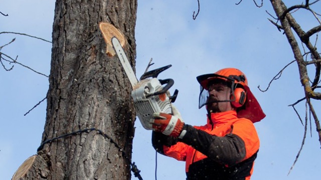 Öviks Trädfällning Skogstjänster, Kramfors - 1