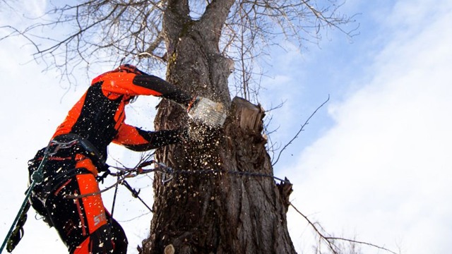 Öviks Trädfällning Skogstjänster, Kramfors - 2