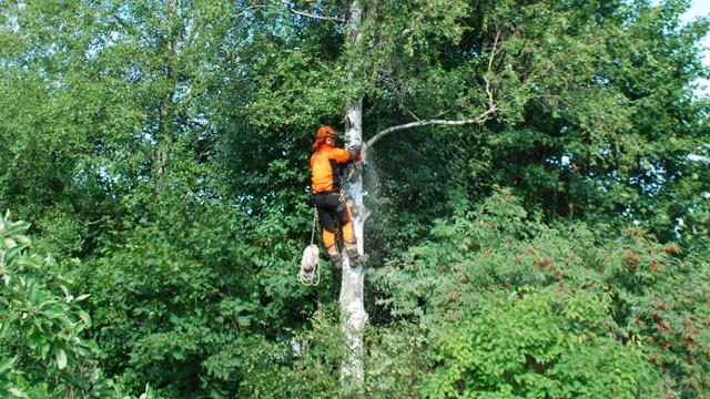 Öviks Trädfällning Skogstjänster, Kramfors - 10