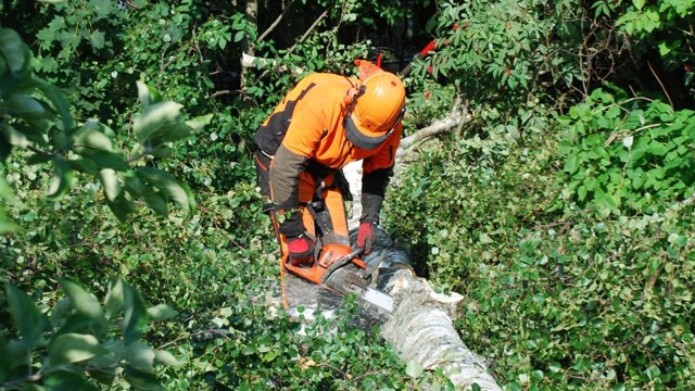 Öviks Trädfällning Skogstjänster, Kramfors - 5