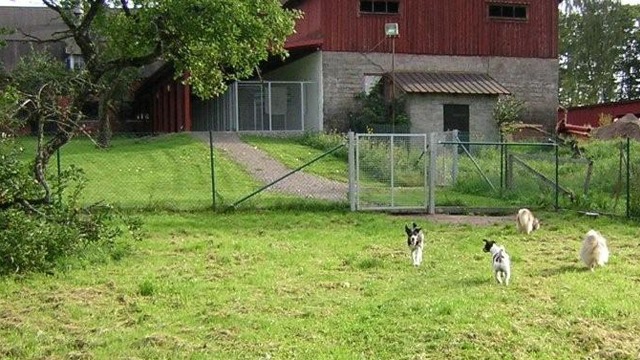 Ysbygårdens Hundpensionat & Dagis Hundpensionat, Laholm - 4