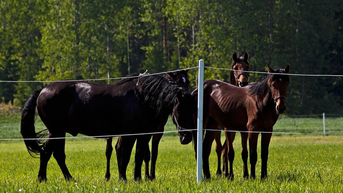 Julmyra Horse Center AB Travsport, Heby - 1