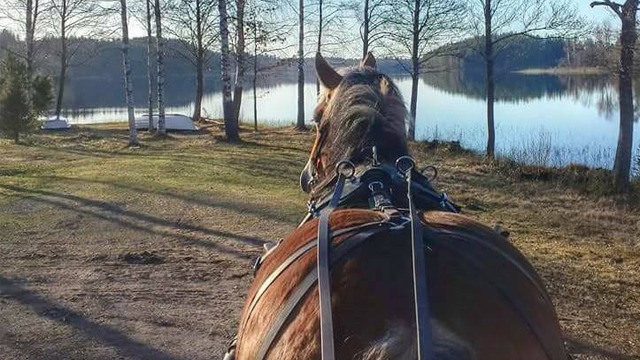 Agria Hästförsäkring Travsport, Borlänge - 10