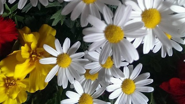 Vivsta Blommor Blommor, Timrå - 4