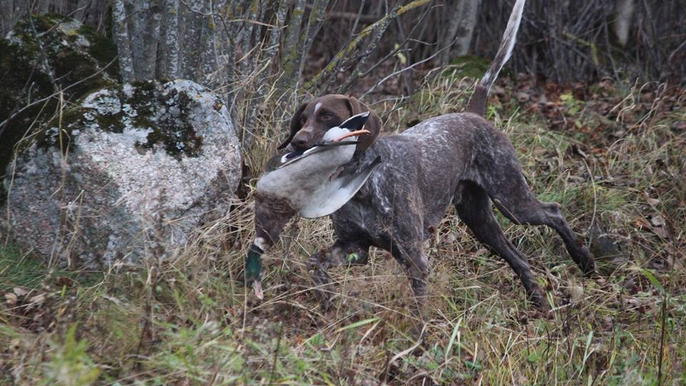ForsWards Hund och Jakt Jakt, jaktredskap, Åre - 6