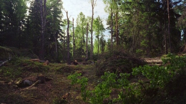 Bergslagsgallrings AB Trädfällning, trädvård, Köping - 8