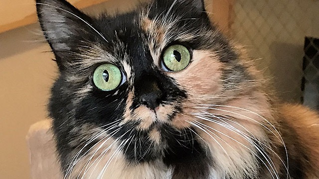 R4 Djurpensionat Kattpensionat, Västerås - 7