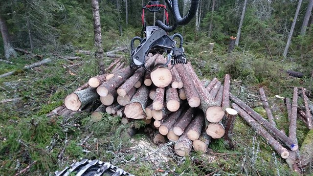 Ö.F. Skogshantering AB Trädfällning, trädvård, Kramfors - 5
