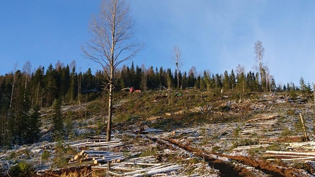 Ö.F. Skogshantering AB Trädfällning, trädvård, Kramfors - 6