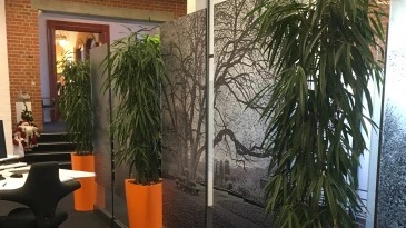 Kontorbeplantningen ApS Blomster, planter - Engros, Frederikshavn - 6
