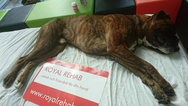 Royal Rehab AB Hundvård, Ronneby - 1
