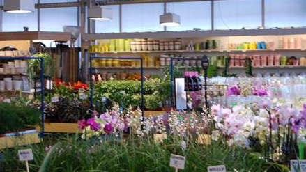 Bodéns Handelsträdgård & Gardencenter Blommor, Sollefteå - 3