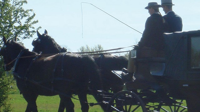 Amager Fest Hest Hestevognskørsel, hesteudlejning, Tårnby - 1