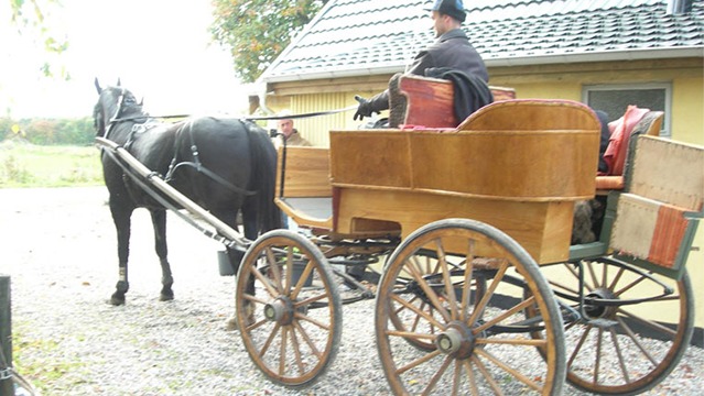 Amager Fest Hest Hestevognskørsel, hesteudlejning, Tårnby - 3