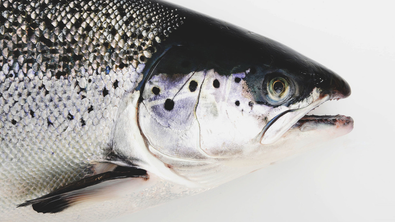 Aalesundfisk AS Skalldyr, Fisk - Engroshandel, Ålesund - 3