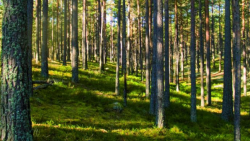 weda skog leksand weda skog leksand