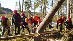 Champs Of Logging AB Trädfällning, trädvård, Leksand - 3