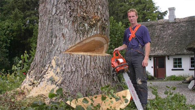 Træ Consult v/Anders Vilhelmsen Skoventreprenør, Svendborg - 2