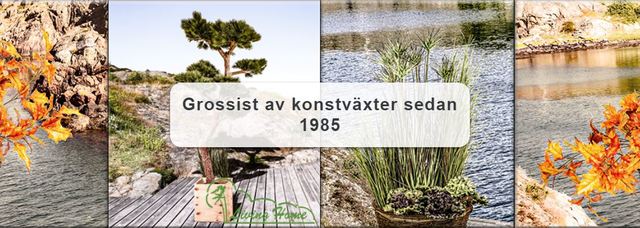 Living Home AB Blommor, växter - Grossist, producent, Alingsås - 1