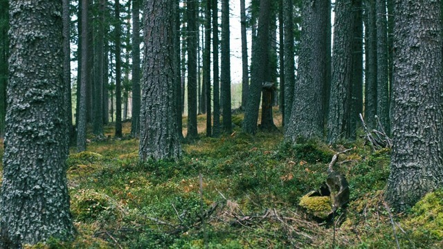 Meraskog Skogstjänster, Härjedalen - 8