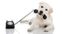 Syd-Väst Kliniken Hund + Katt / Billdal - Hovås - Askim Privatpraktiserande Veterinär, Göteborg - 1