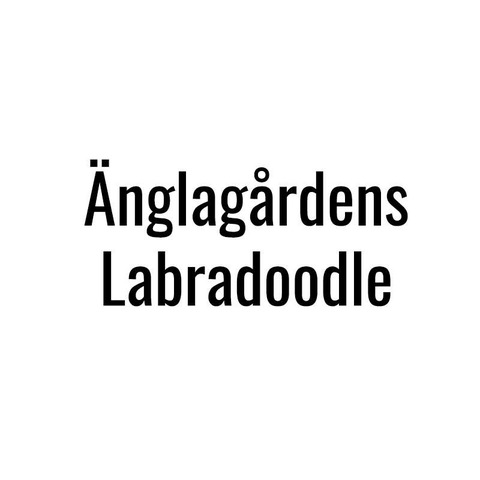 Änglagårdens Labradoodle